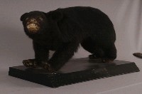 臺灣黑熊藏品圖，第3張